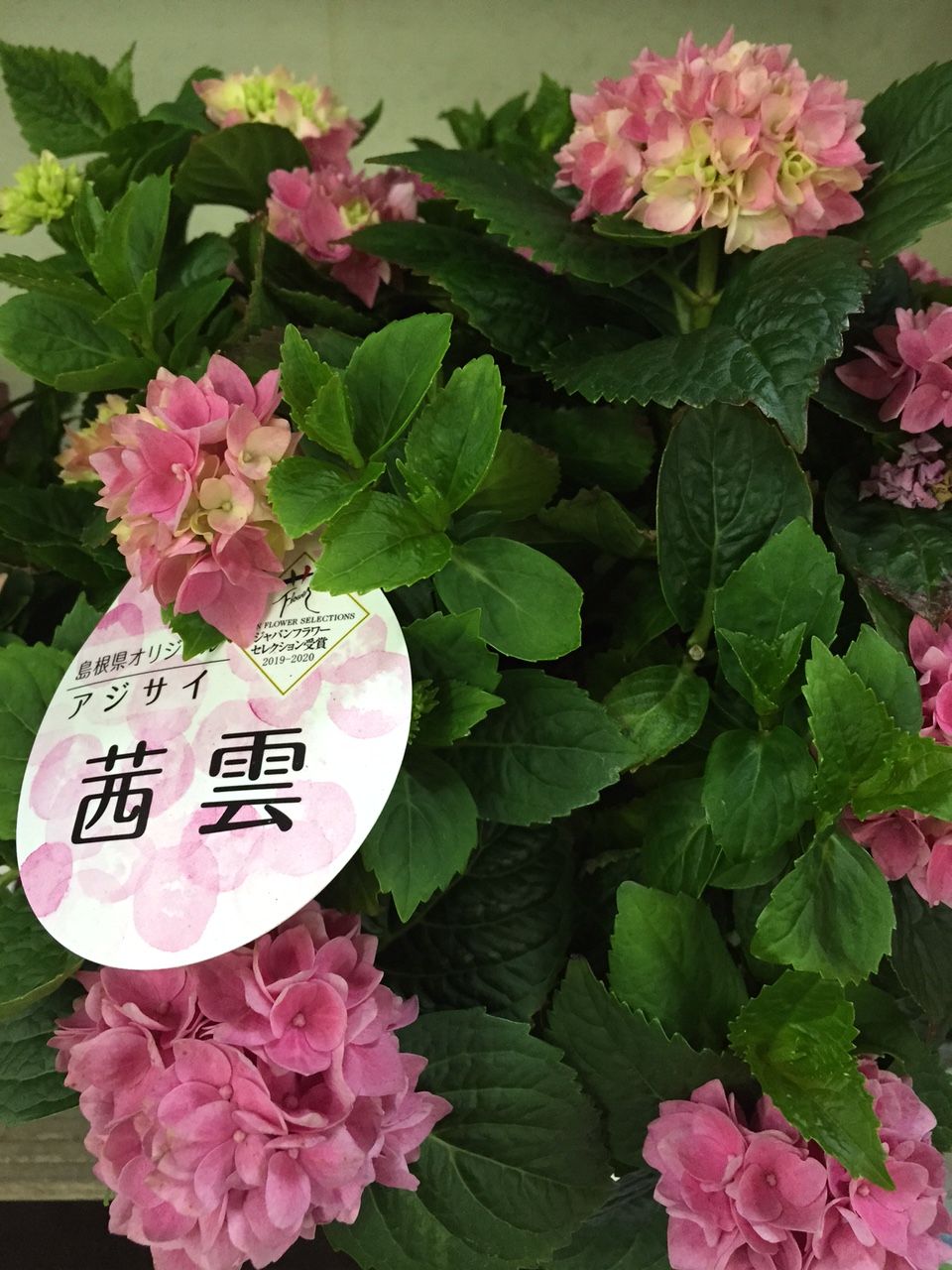 島根県オリジナル紫陽花を母の日に 惚れ惚れするほど美しいです Fragrance4187 Com