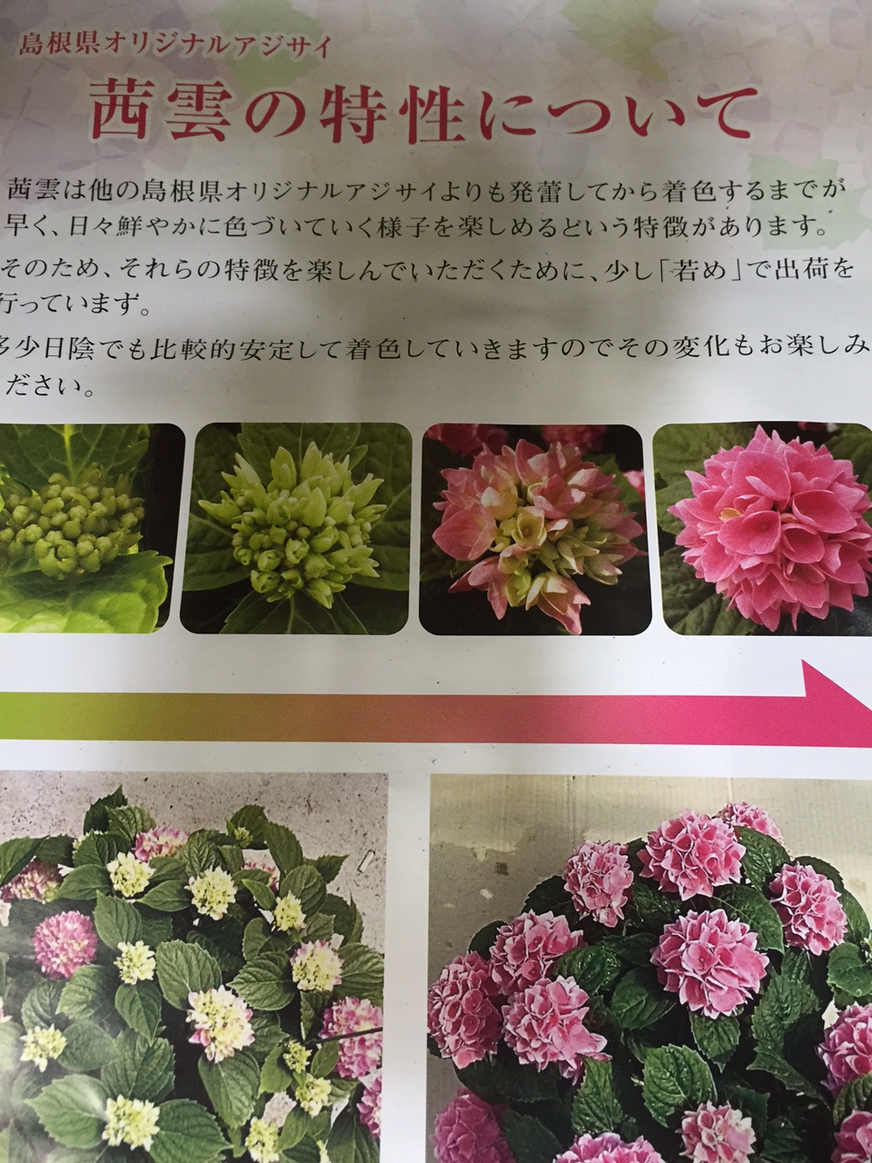島根県オリジナル紫陽花を母の日に 惚れ惚れするほど美しいです 潤い生活のススメ